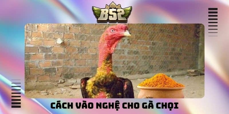 cách vào nghệ cho gà chọi