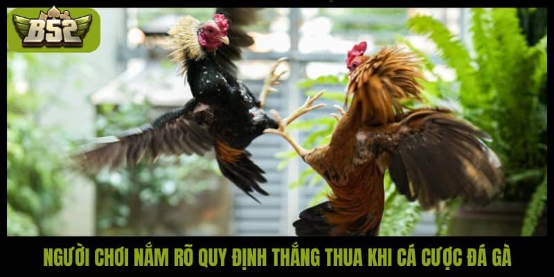 Người chơi nắm rõ quy định thắng thua khi cá cược đá gà