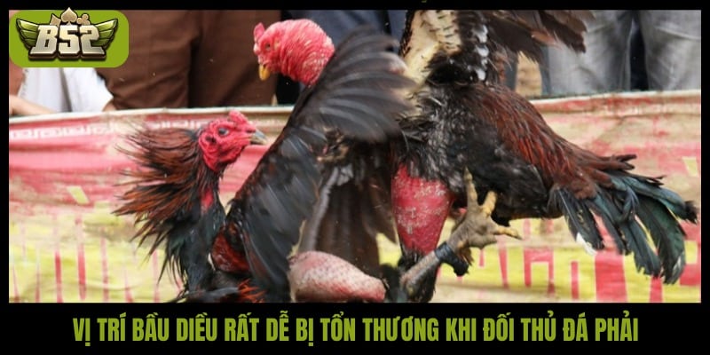 Vị trí bầu diều rất dễ bị tổn thương khi đối thủ đá phải