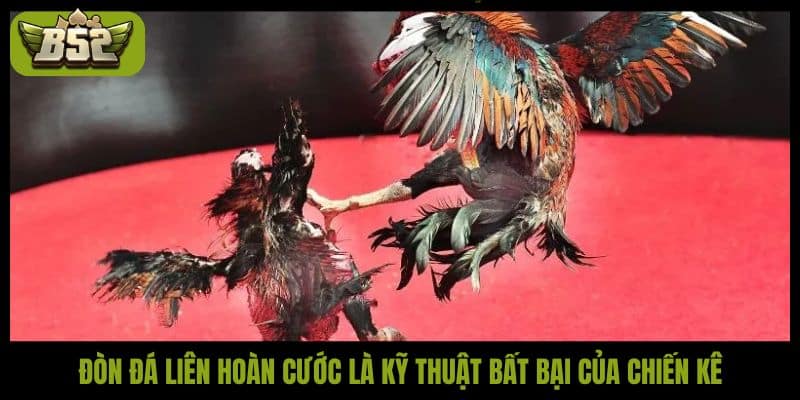 Đòn đá liên hoàn cước là kỹ thuật bất bại của chiến kê