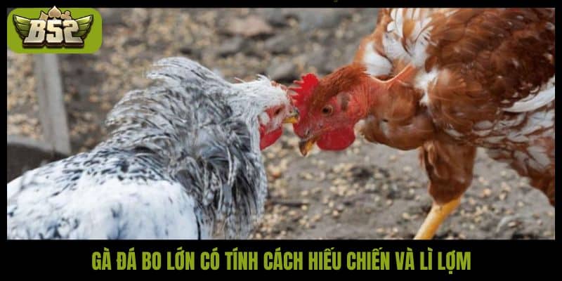 Gà đá bo lớn có tính cách hiếu chiến và lì lợm